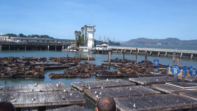 Otaries du Pier 19 à San Francisco avril 2014