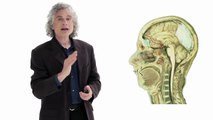 Steven Pinker- Linguistics as a Window to Understanding the Brain