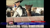 Irresponsable conductor arrolla y mata a 12 alpacas en Cajamarca