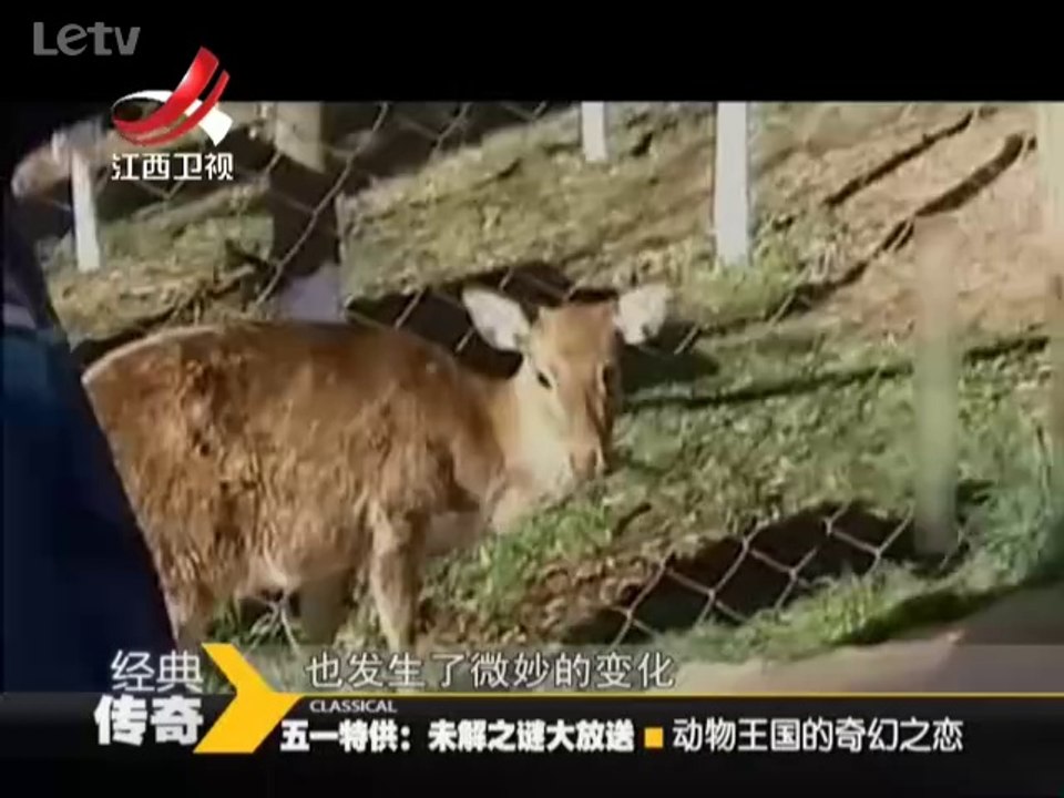 《经典传奇》20140428  大熊猫繁衍交配巧用地形 打斗是小熊猫的生存课