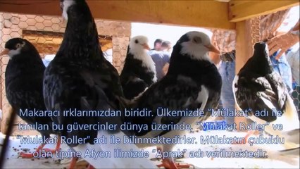 Guvercin- Cesitleri- ve- Ozellikleri