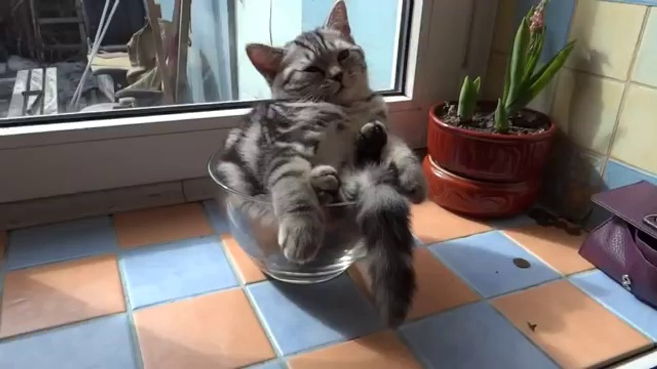 Like a boss