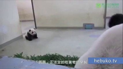 Uyumak İstemeyen Bebek Pandayı Annesi Yatağa Götürüyor. Çok Tatlı!