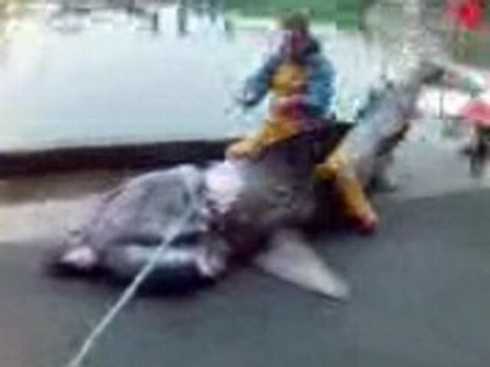 Requin à St Jean