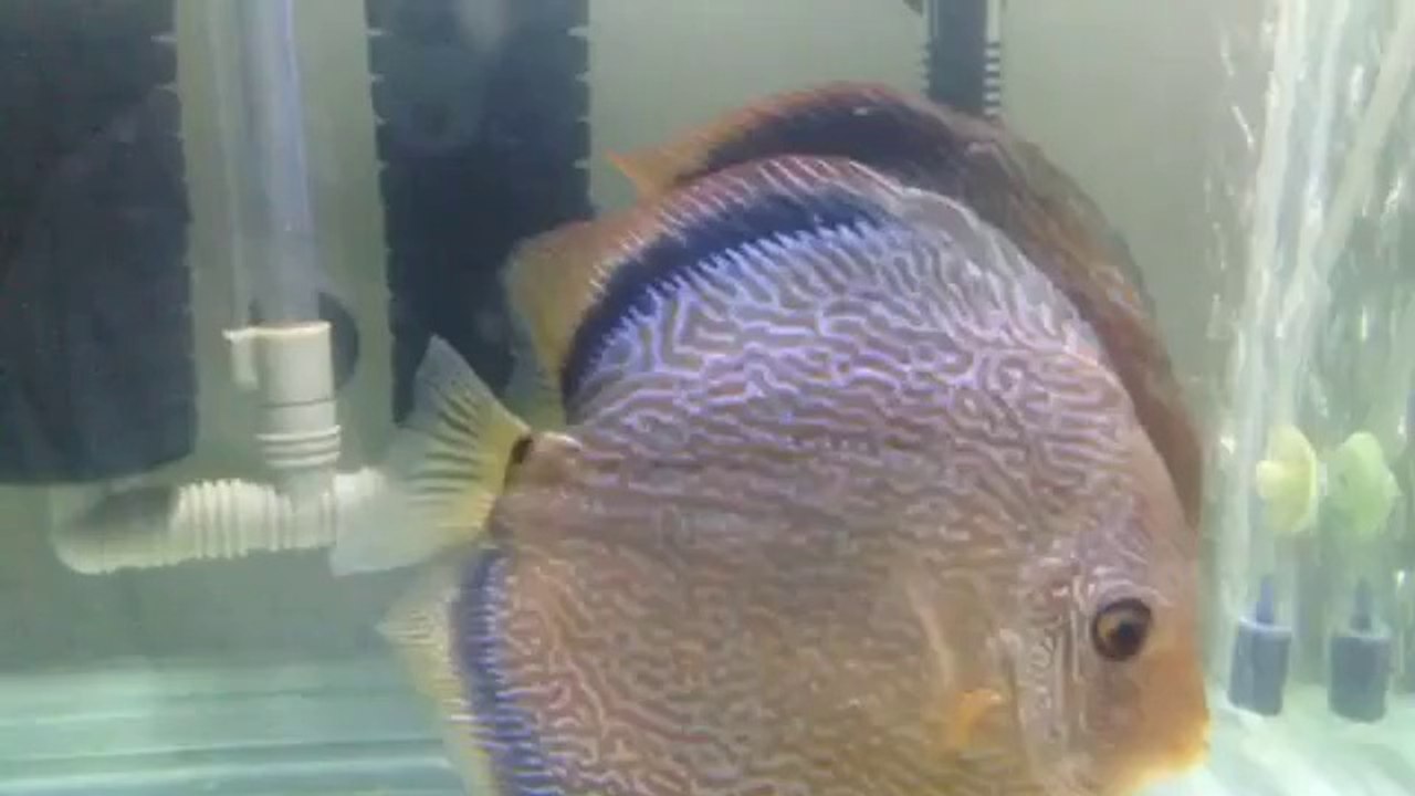 Şampiyon balıkların 2 günlük yavruları