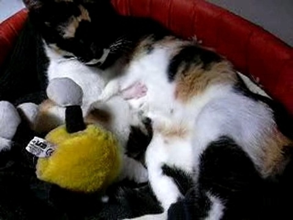 Dodosusson et sa maman Minette