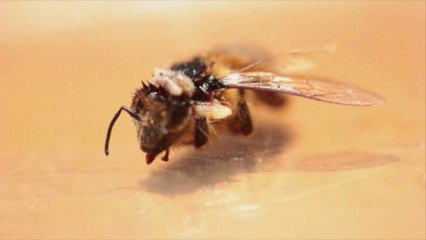 Les abeilles zombies envahissent l'Amérique