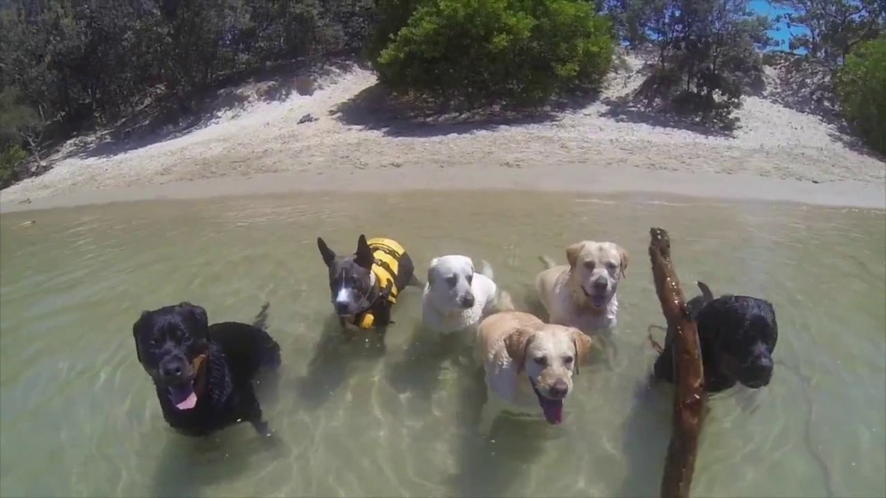 1 Kedi 12 köpek ile çekilen Happy klibi