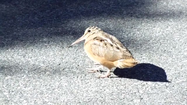 Oiseau traverse une route en dansant