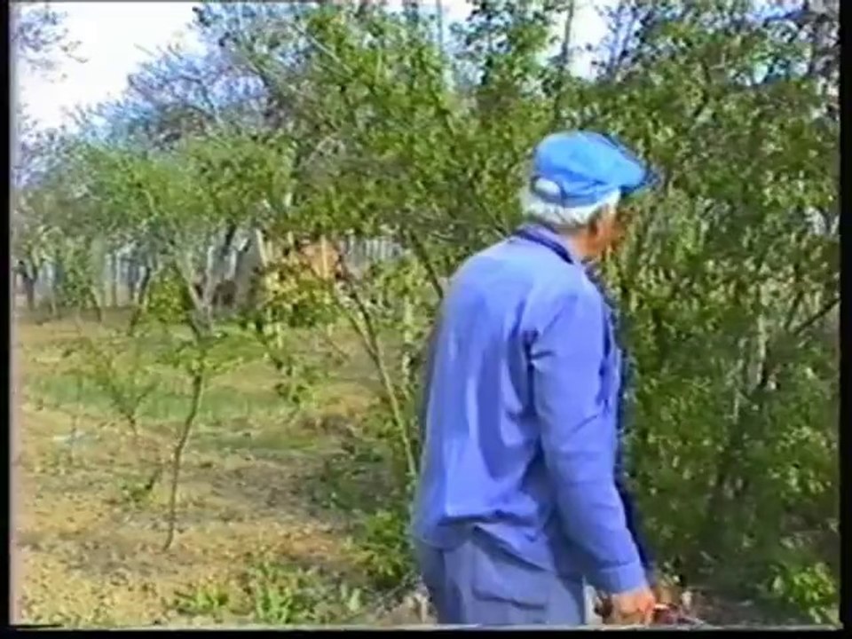 На гости в Свищов продължение