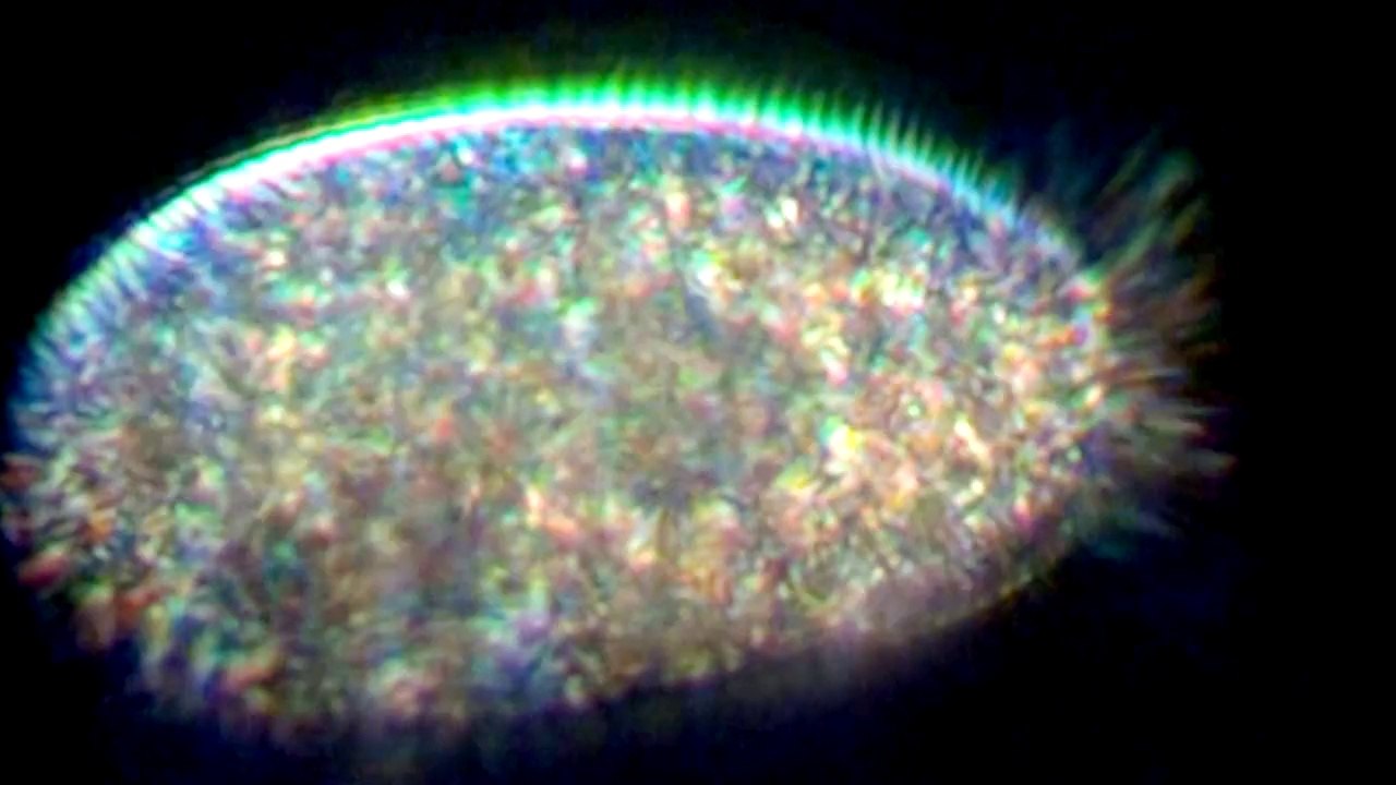 MICRO VITA promenade dans une goutte d'eau sale