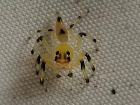 Araignée transparente