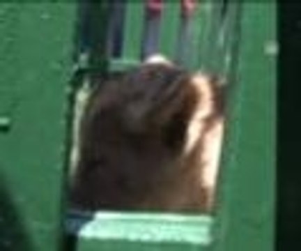 Aslan yavrularına ziyaretçi ilgisi