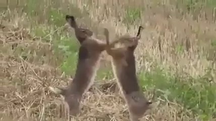 FIGHT BETWEEN TWO RABBITS.