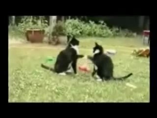 humour chats