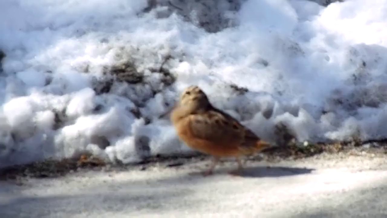 Même les oiseaux dansent sur Daft-Punk ( Animaux )