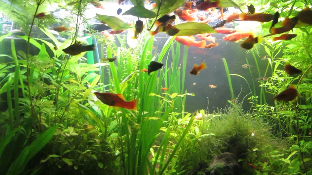 Bitkili Canlı Doğuran Tankım 03 Mayıs 2014