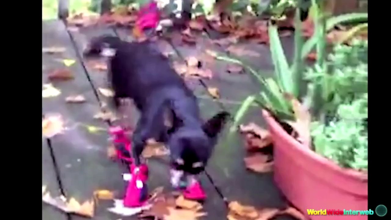 Compilation de chiens qui ont de la pènne à marcher avec des chaussures. ( Animaux )
