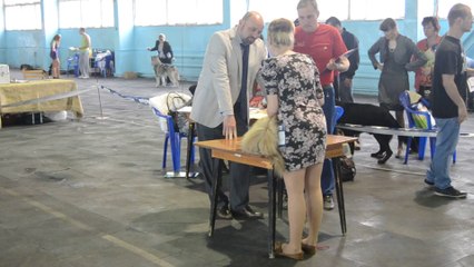 Мариуполь 2014-1 кобель юниор