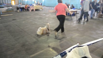 Мариуполь 2014-1 132 кобель интермедиа