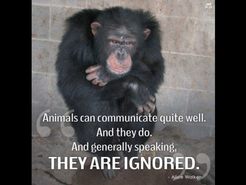 Music N°49   SOS   ANIMALS  By Michael FRAYSSE Composer Producer Pianist SACEM Music France