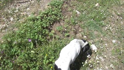 köpeğin diğer kardeşleriyle öğlen gezintisinde:)