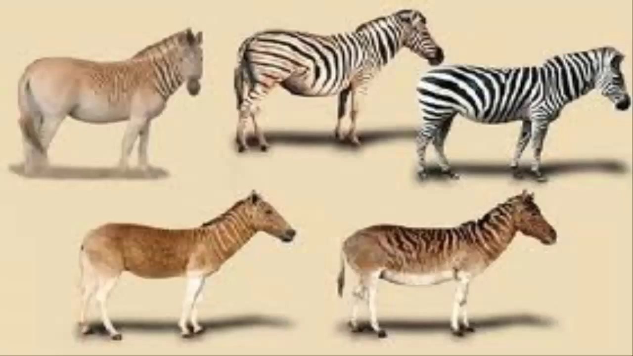 bioLOGICAL - Do Species Really Exist_