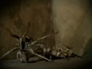 Blink 182 - I miss you