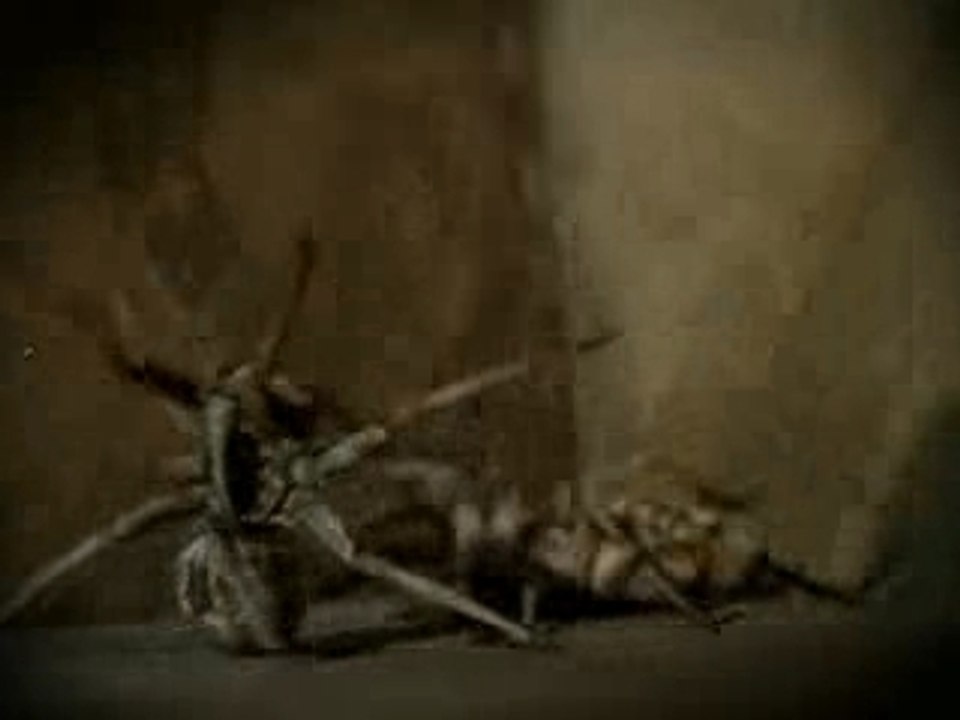 Blink 182 - I miss you