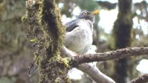 Turdus assimilis en Costa Rica