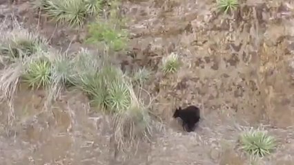 Dağcı Gibi Tırmanan Ayılar