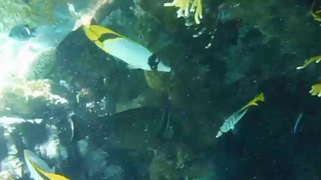 Plongée à Marsa Alam