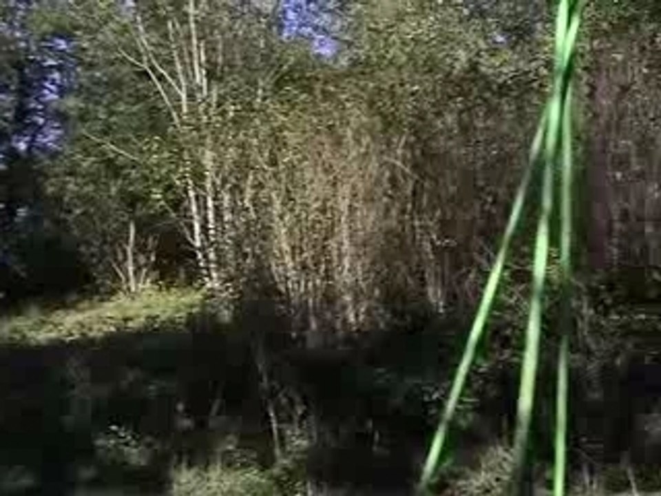 Le chant des marais.