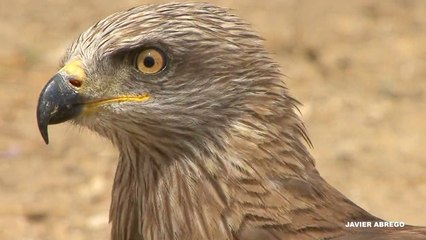 EL MILANO NEGRO (Milvus migrans)