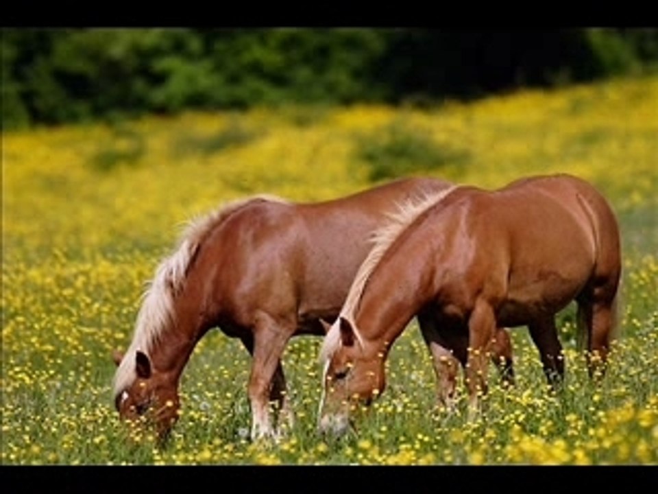 Chevaux_0001
