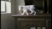 Funnycats