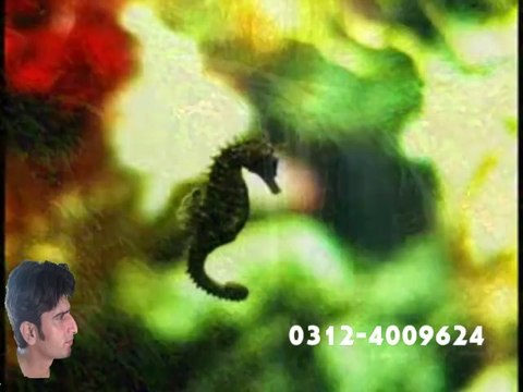 Allahu Allahu Beautiful Nasheed