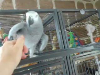 Ma bambou gris du gabon