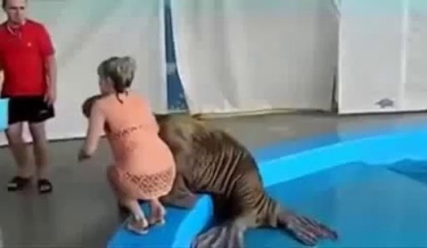 Un vilain morse claque les fesses d'une fille