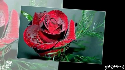 Zeki Müren - Tesellim Olsun