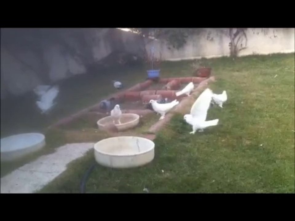 ankarada-da-ucan-eke-beyaz