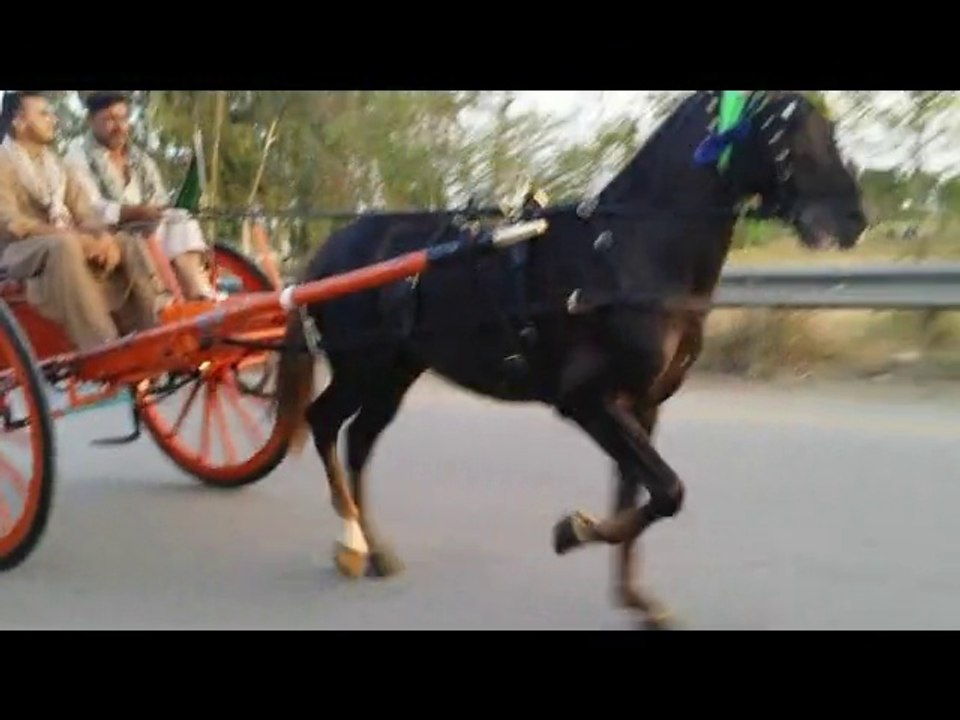 ahmed shah horse aatish jumma try 2-5-14
