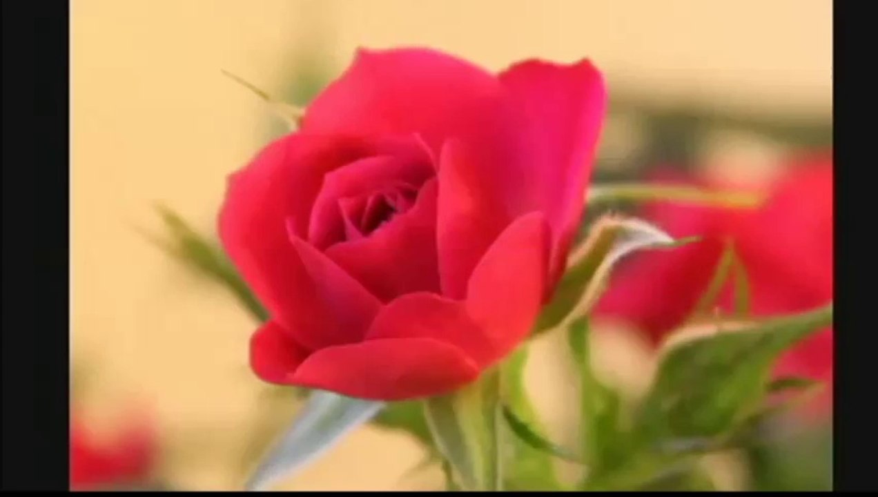 Benim gönülüm sana alışkan