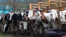 La Foire Exposition du 1er Mai 2014 - Faverolles (Cantal)