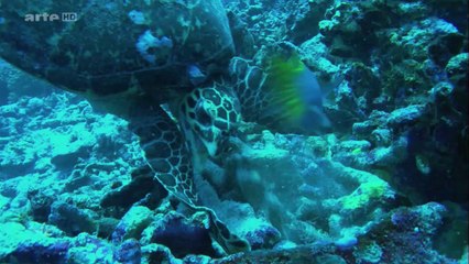 Danse avec les poissons_les requins marteaux (HD)