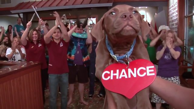 Vous rêvez d’adopter un chien ou un chat ? Ne regardez pas cette vidéo… ou vous allez craquer.