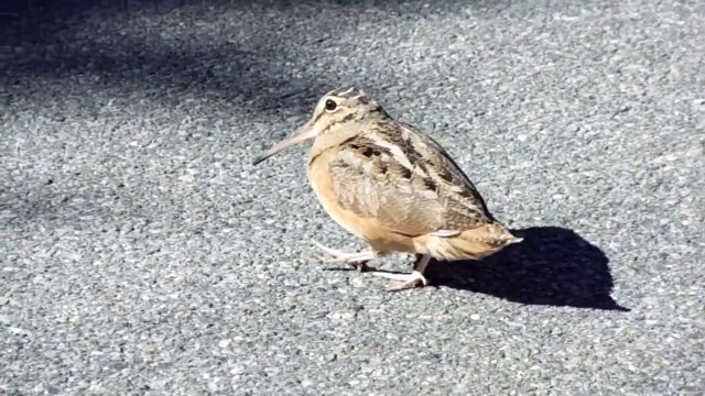 Groovy Bird Crosses The Street Dancing To Music