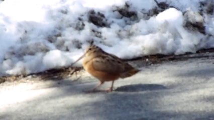 Download Video: Groovy Bird, l'oiseau qui danse!!!