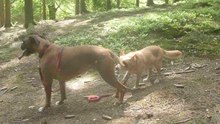 Zeppo and Pepper