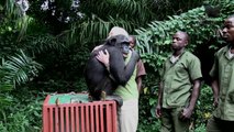 Şempanze Wounda'nın Doğaya Tekrar Bırakılış Hikayesi (Türkçe Altyazılı)
